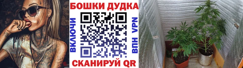 Каннабис планчик hydra маркетплейс Красный Сулин наркотики